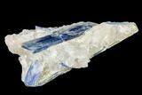 Vibrant Blue Kyanite Crystal In Quartz - Brazil #113481-1
